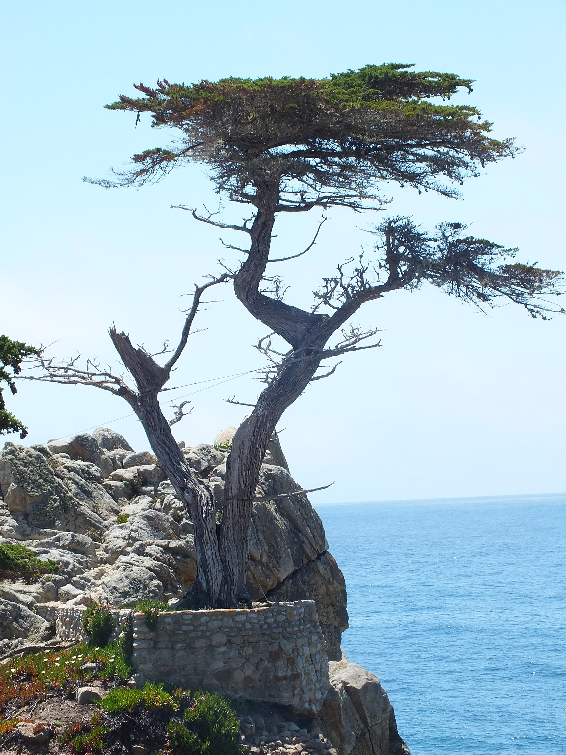 孤柏 Lone Cypress